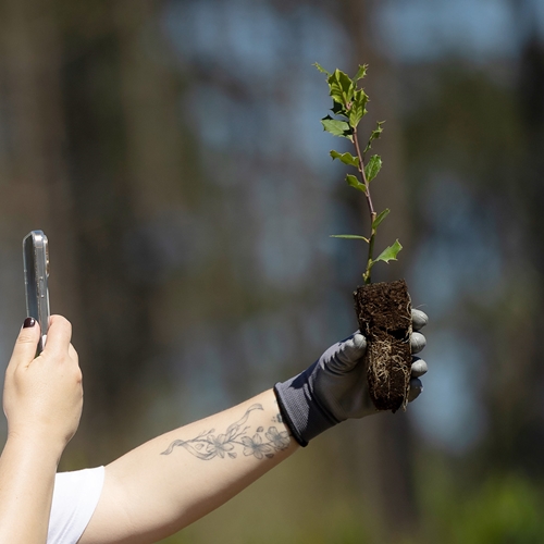 Contribuição voluntária para projetos de restauro ecológico